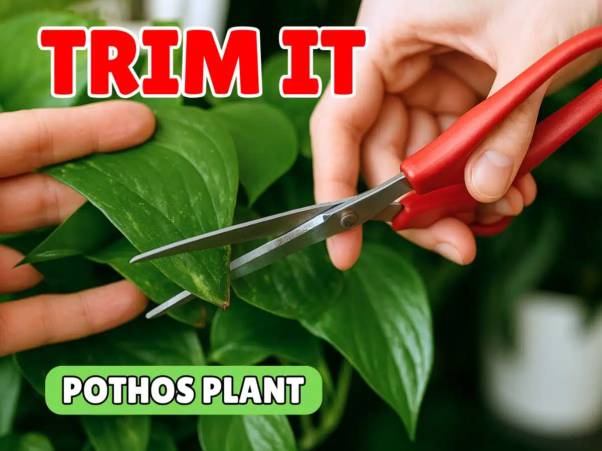 Close‑up of hands using red pruning scissors to snip leaves, clearly demonstrating how to trim pothos plant for fuller, healthier growth.