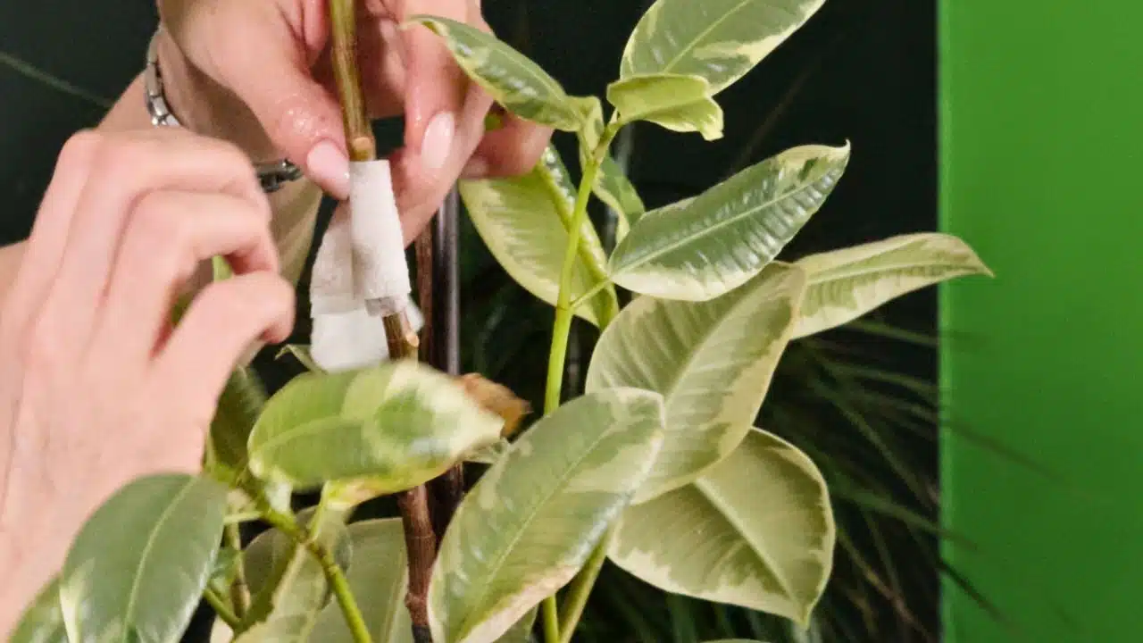 A close-up image of a person’s hands gently wrapping a soft, white material around a stem of a potted plant, surrounded by lush green leaves, highlighting indoor gardening techniques and plant care practices.