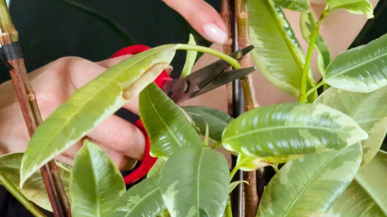 Close-up of a person using scissors to cut the leaf of a rubber plant, demonstrating how to trim a rubber plant.