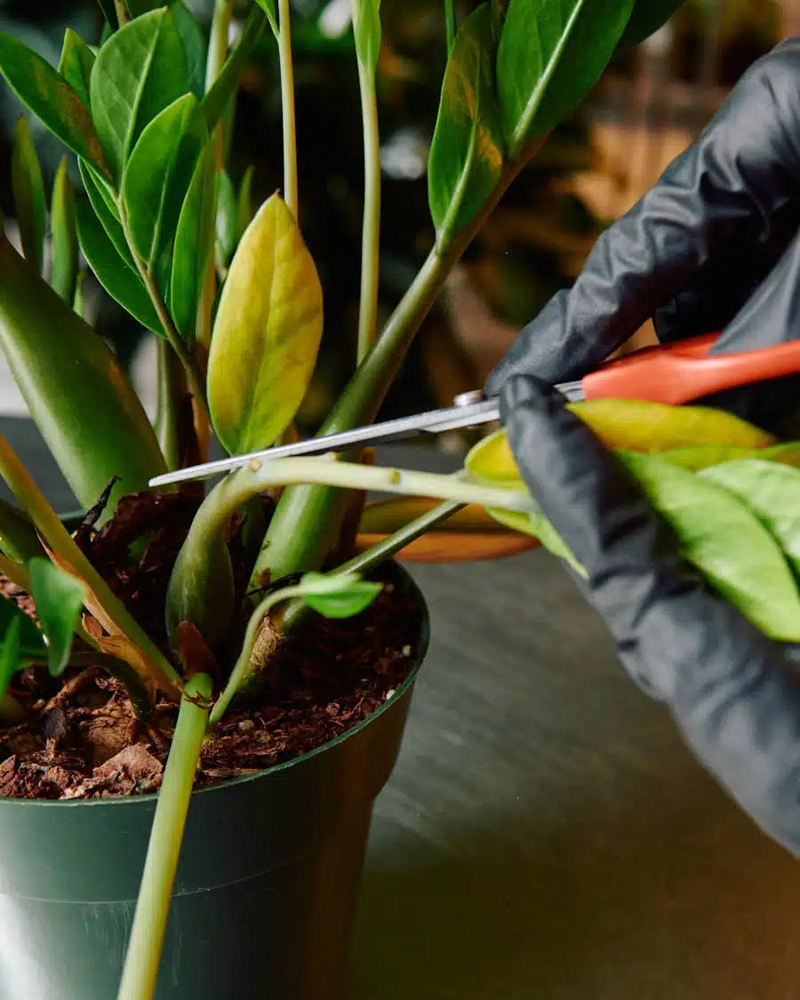 how to trim zz plant