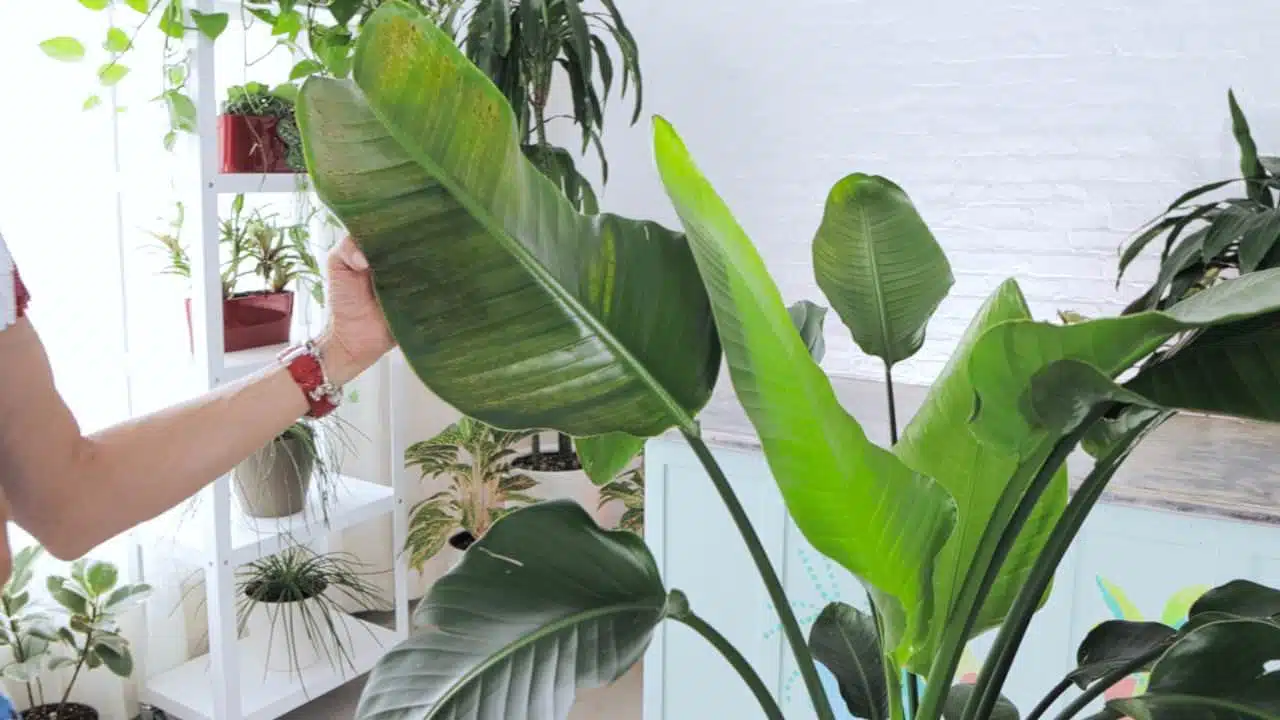 A close-up of a person examining a large leaf of a Bird of Paradise plant, possibly checking for signs of spider mite infestation, in a bright room filled with various indoor plants.