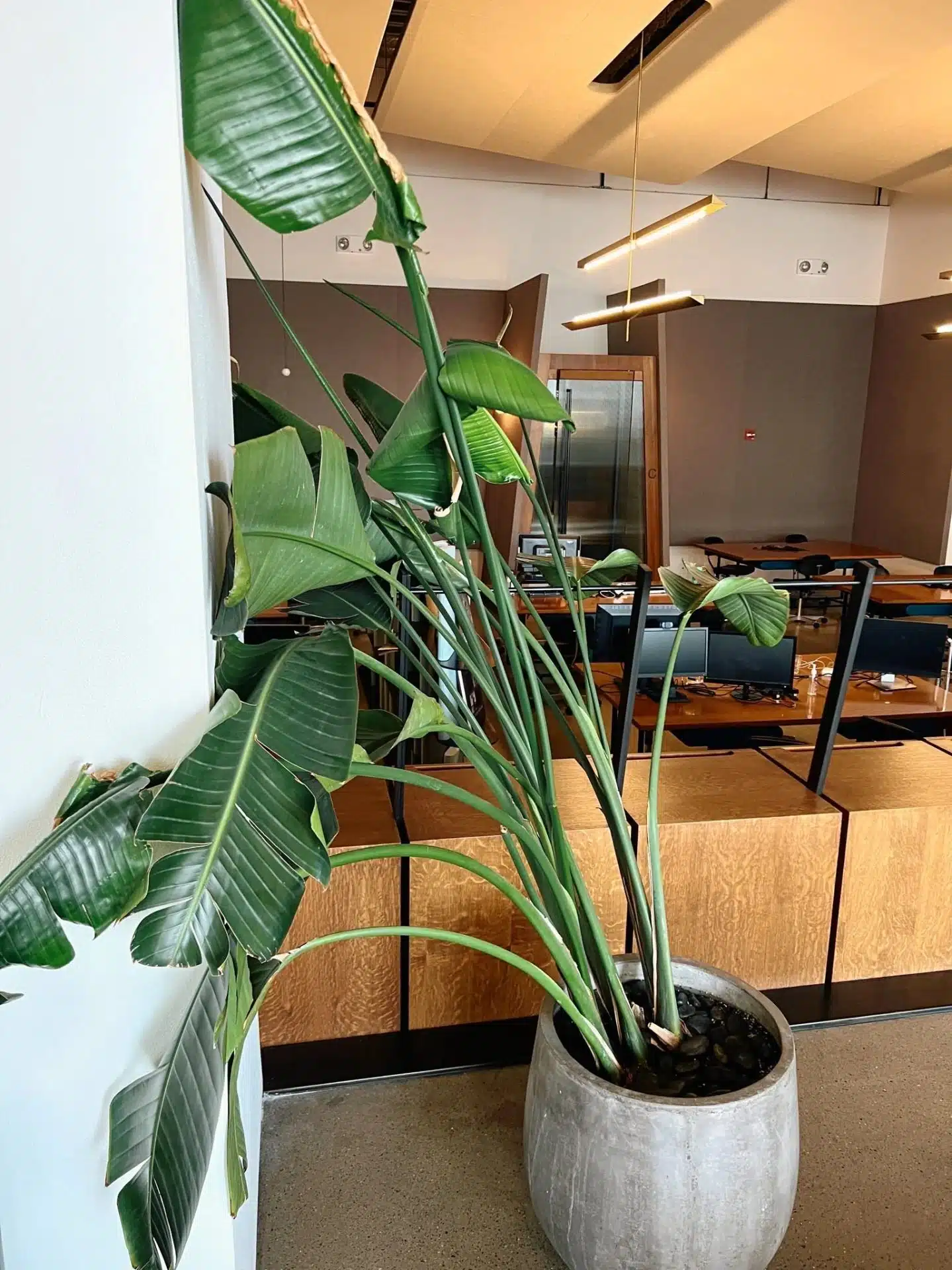 leaning bird of paradise plant