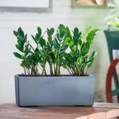 Lechuza self-watering planters