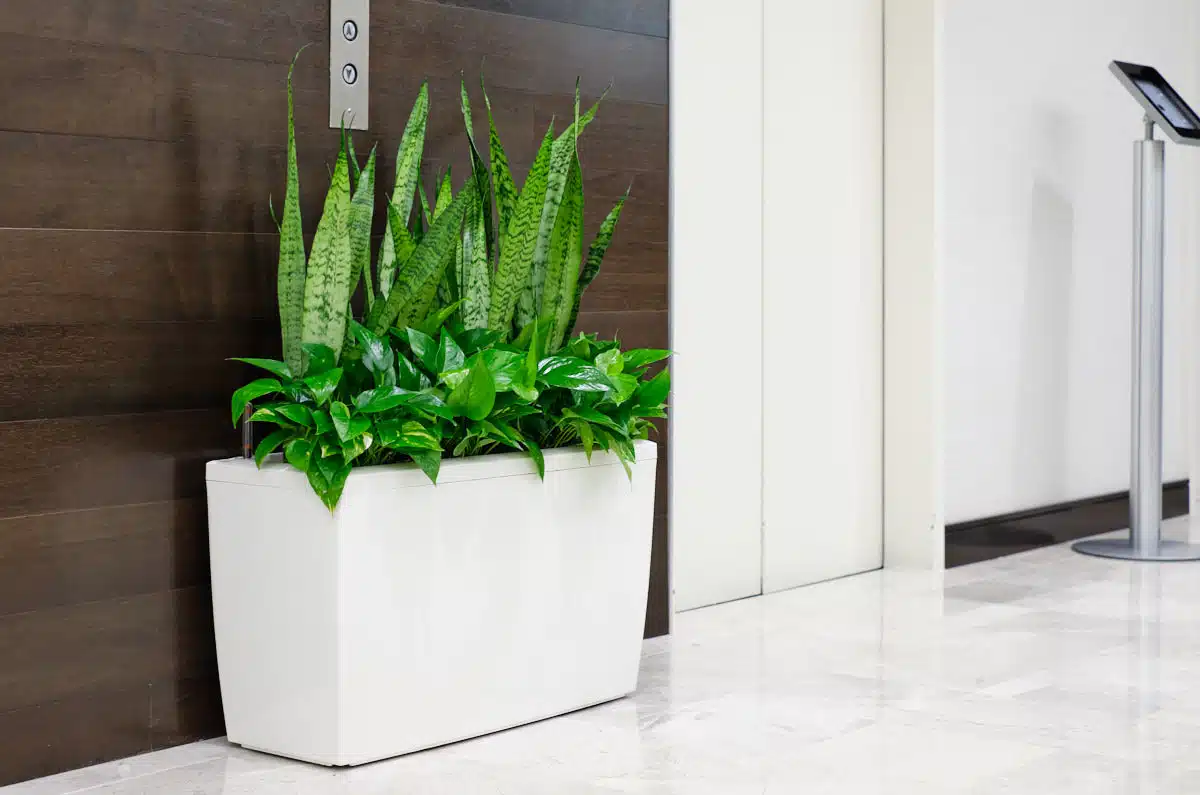 low light office plants