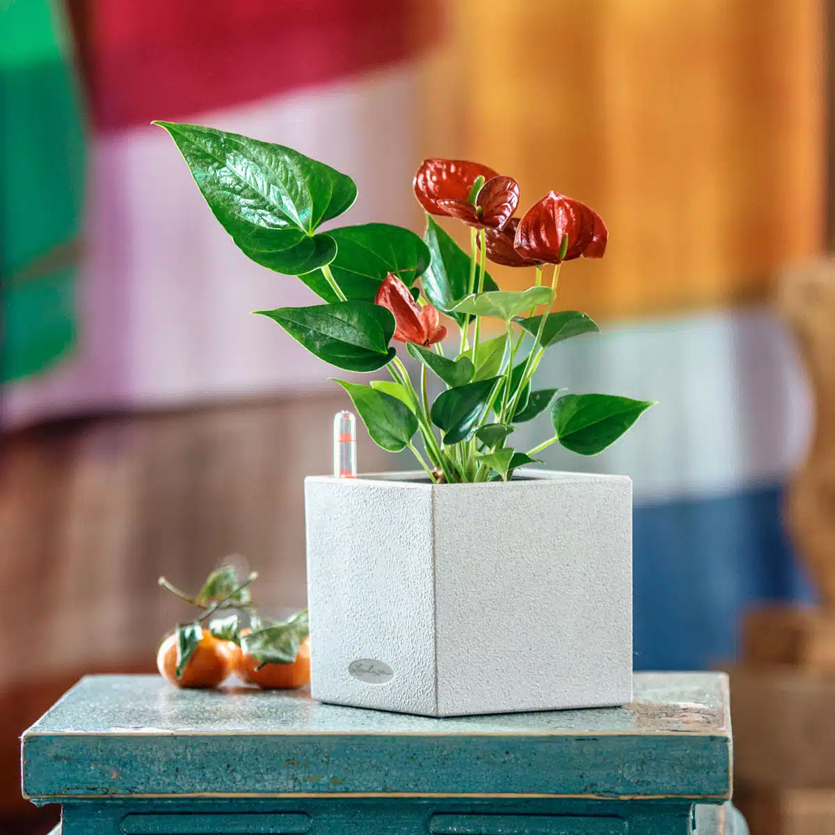 Vibrant anthurium plant, a striking option among low light plants, with glossy green leaves and red flowers in a modern square pot on a rustic table against a blurred colorful background.