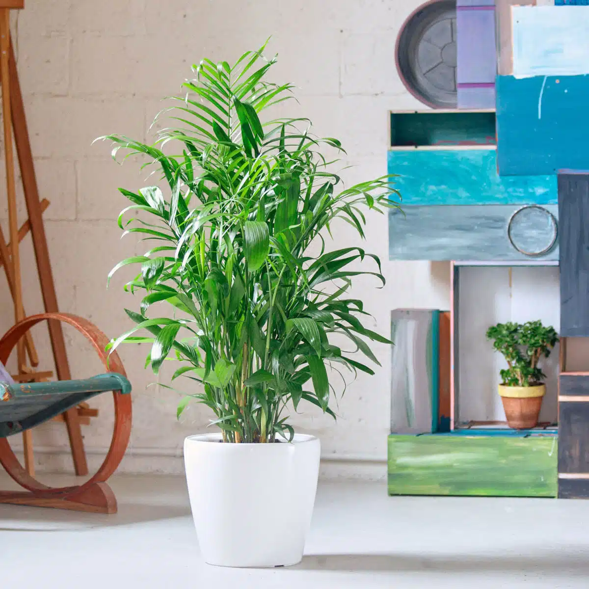 Vibrant green indoor bamboo palm, a graceful addition to low light plants, in a modern white planter set against an artistic studio backdrop with colorful abstract paintings.