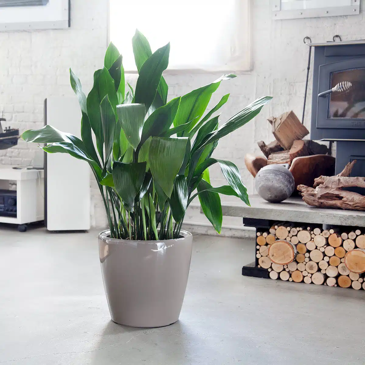 Lush green cast iron plant, one of the hardiest low light plants, in a modern gray pot, complementing a cozy wood-burning stove and stacked firewood in a bright minimalist interior design setting.