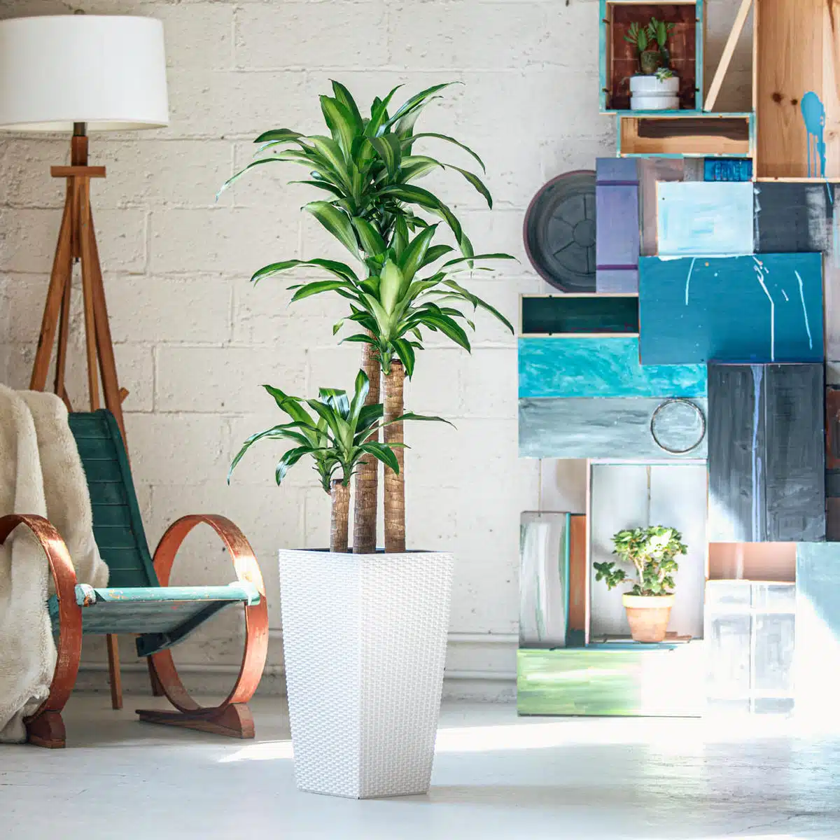 Corn plant, a popular choice among low light plants, in a modern white planter within a stylish home decor setting featuring vintage furniture and colorful abstract paintings.