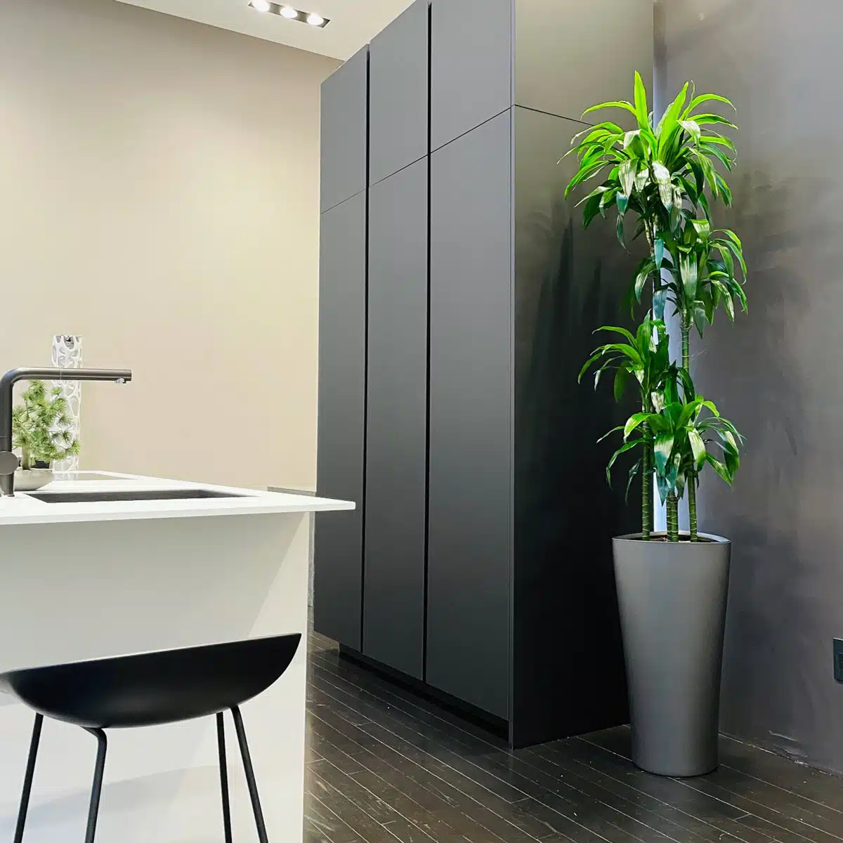 Modern minimalist kitchen design with sleek black cabinetry, a white countertop, a stylish bar stool, and a vibrant green dracaena lisa potted plant, perfect for those who love low light plants to add a touch of nature.