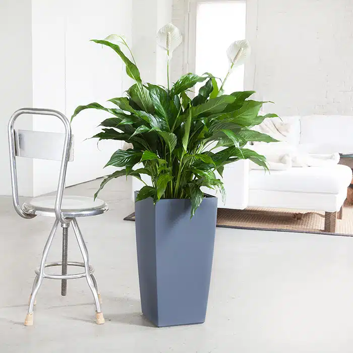 Bright modern living room featuring a peace lily, one of the most elegant low light plants, in a stylish grey pot, alongside a contemporary metal chair and a white sofa in the background.