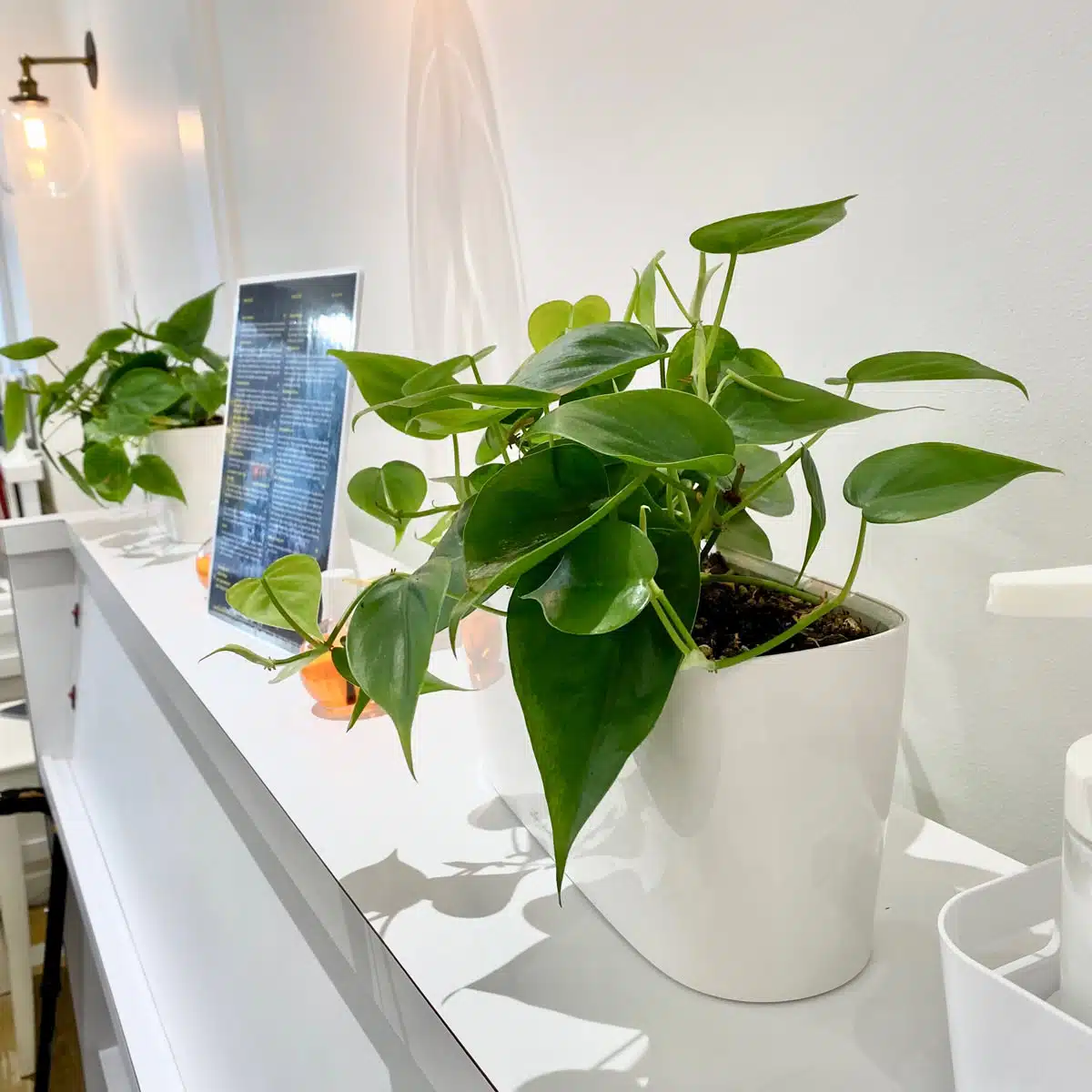 Green potted philodendron, a popular choice among low light plants, on a white shelf in a bright interior with reflections and modern decor.