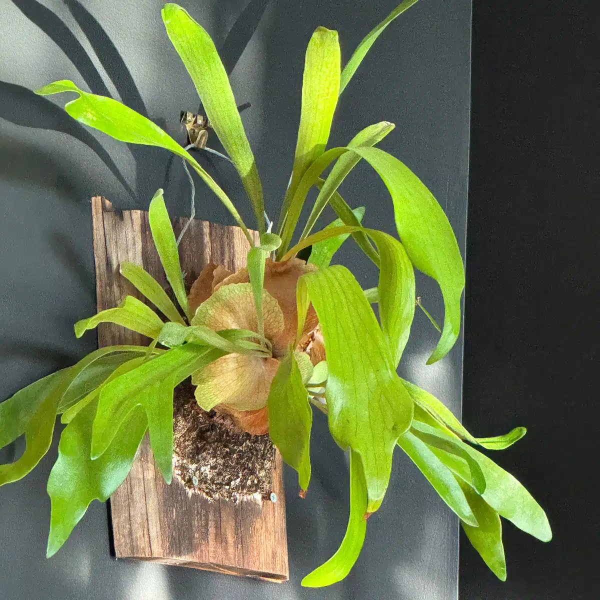 Vibrant green wall-mounted staghorn fern, a unique addition to low light plants, showcased in natural light with striking shadow patterns on a dark background.