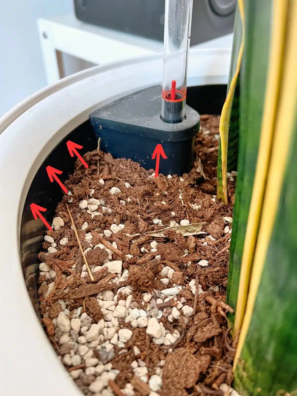 plant with low soil level