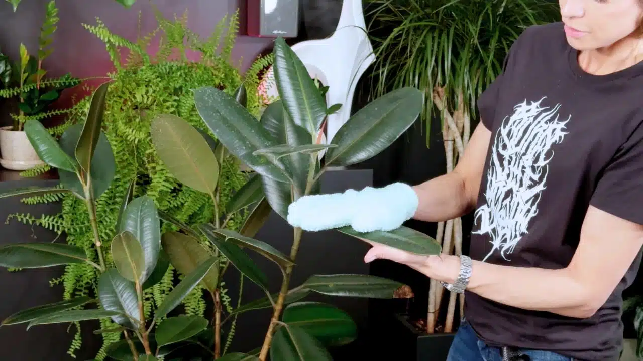 Person demonstrating how to make rubber plant leaves shiny using a soft microfiber glove, surrounded by lush greenery