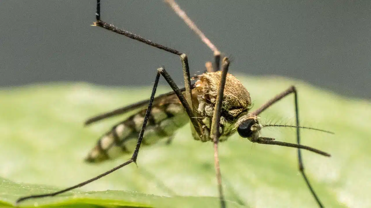 Close-up image of a mosquito resting on a leaf, showcasing its slender body, long legs, and proboscis, against a soft-focused green backdrop.