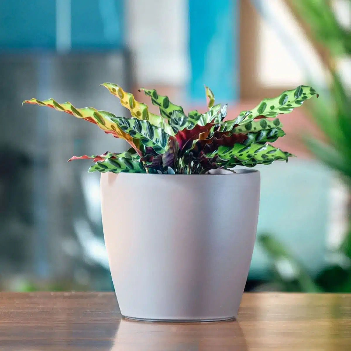 Vibrant calathea plant with multicolored leaves in modern grey pot on wooden table, indoor plant decor concept.