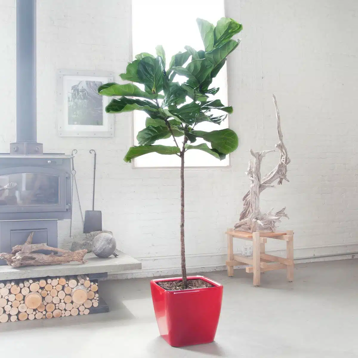 Indoor fiddle leaf fig tree in stylish red planter with modern home decor and wood stove background