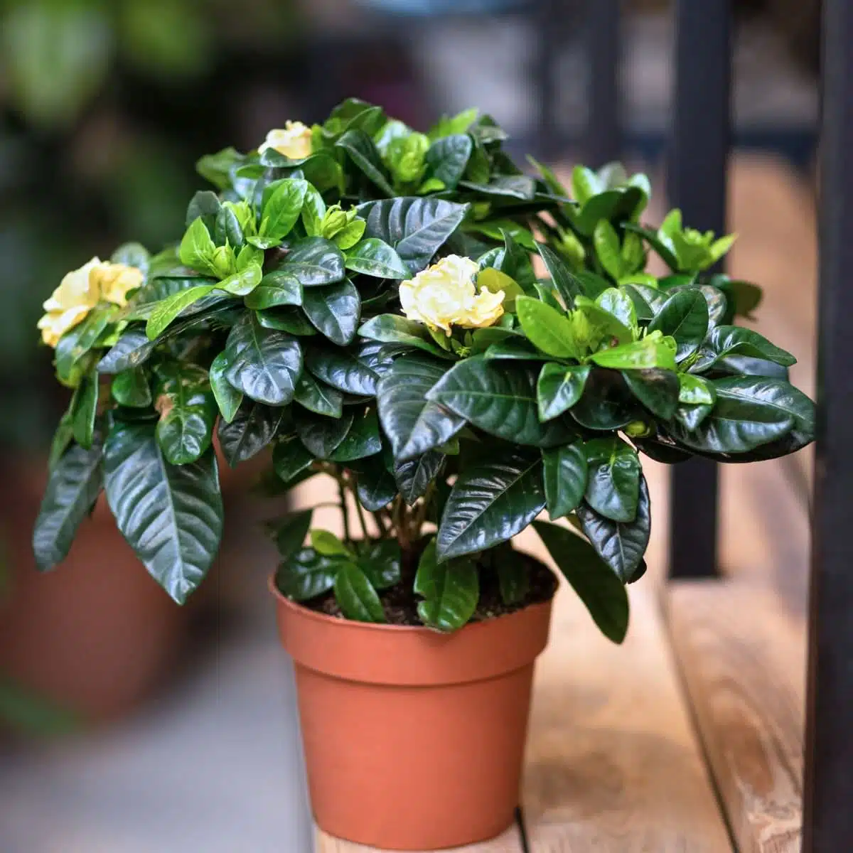 Vibrant green gardenia plant with lush leaves and blooming yellow flowers in a terracotta pot on a wooden bench