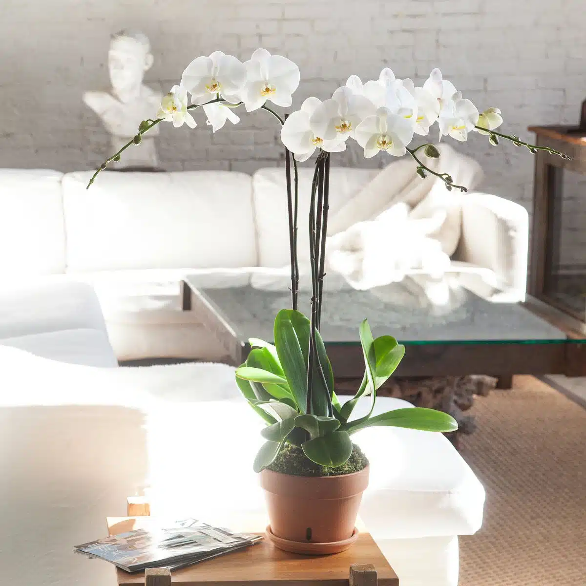 Elegant white Phalaenopsis orchid in a terracotta pot on a wooden coffee table with a modern white sofa in the background in a bright sunlit living room interior design setting.