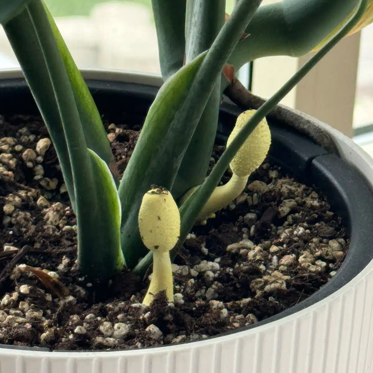 Healthy indoor potted plant with new growth and rich soil in a bright white pot by a window, with vibrant yellow mushrooms growing in the houseplant's soil