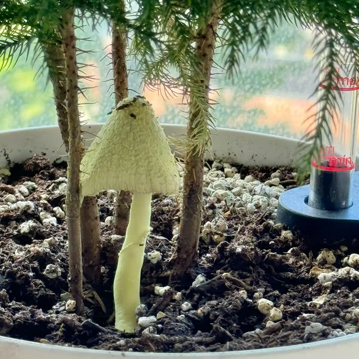 Unique white mushroom growing in indoor potted plant soil with surrounding miniature trees and a blurred background