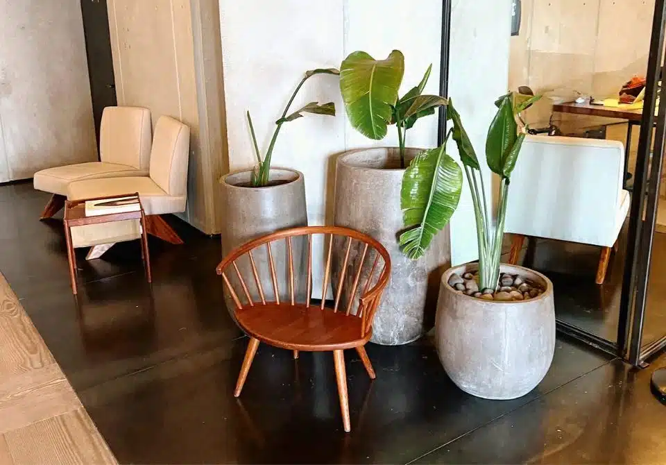 neglected plants in new york office