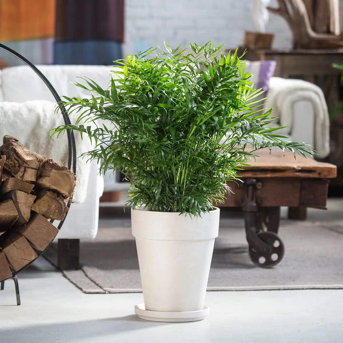 Lush green potted Parlor Palm, a popular choice among pet friendly plants, in a white planter on a modern living room floor near a window with natural light.