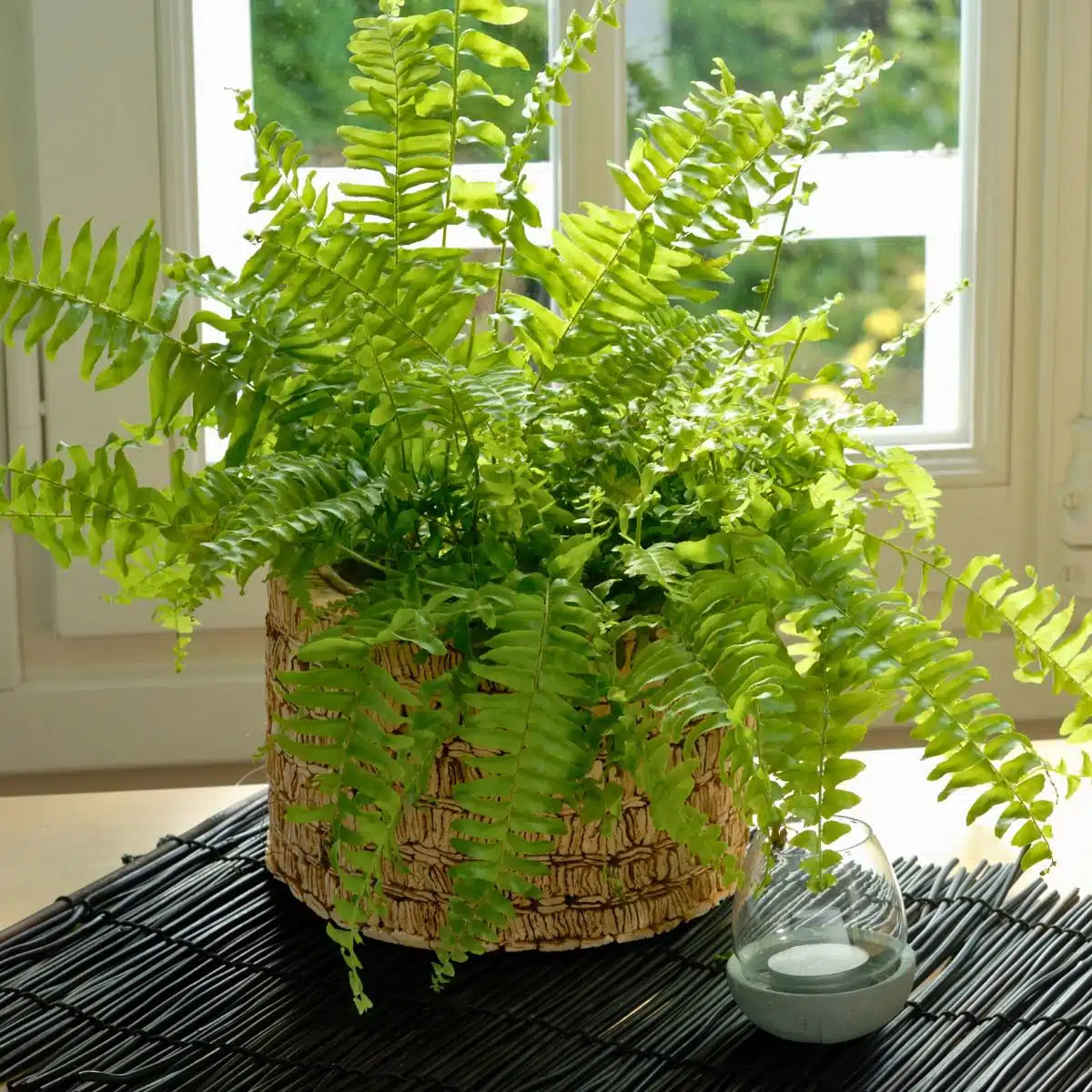 Lush green Boston fern, one of many pet friendly plants, in a decorative basket planter on a black bamboo mat by a sunlit window, adding natural beauty to home decor.
