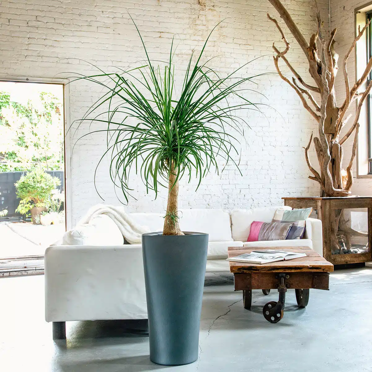 Modern living room featuring a white sofa, large potted Ponytail Palm—one of several stylish pet friendly plants—a rustic wooden coffee table, and a brick wall interior design.