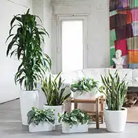Image of grouped plants