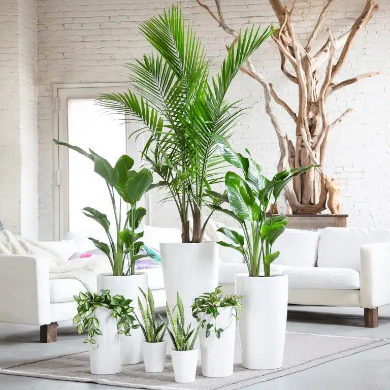 Indoor plants in sleek white planters arranged in a modern living room with natural light - plant delivery in New York City