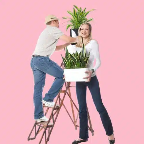 Two office workers accepting a plant delivery in New York City