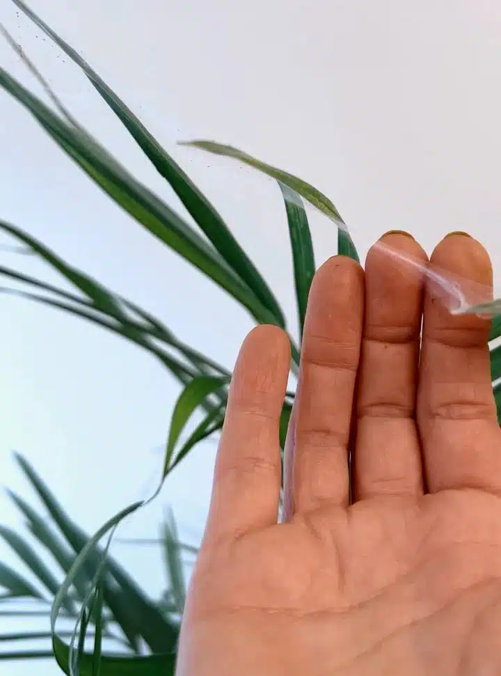 plant with spider mites