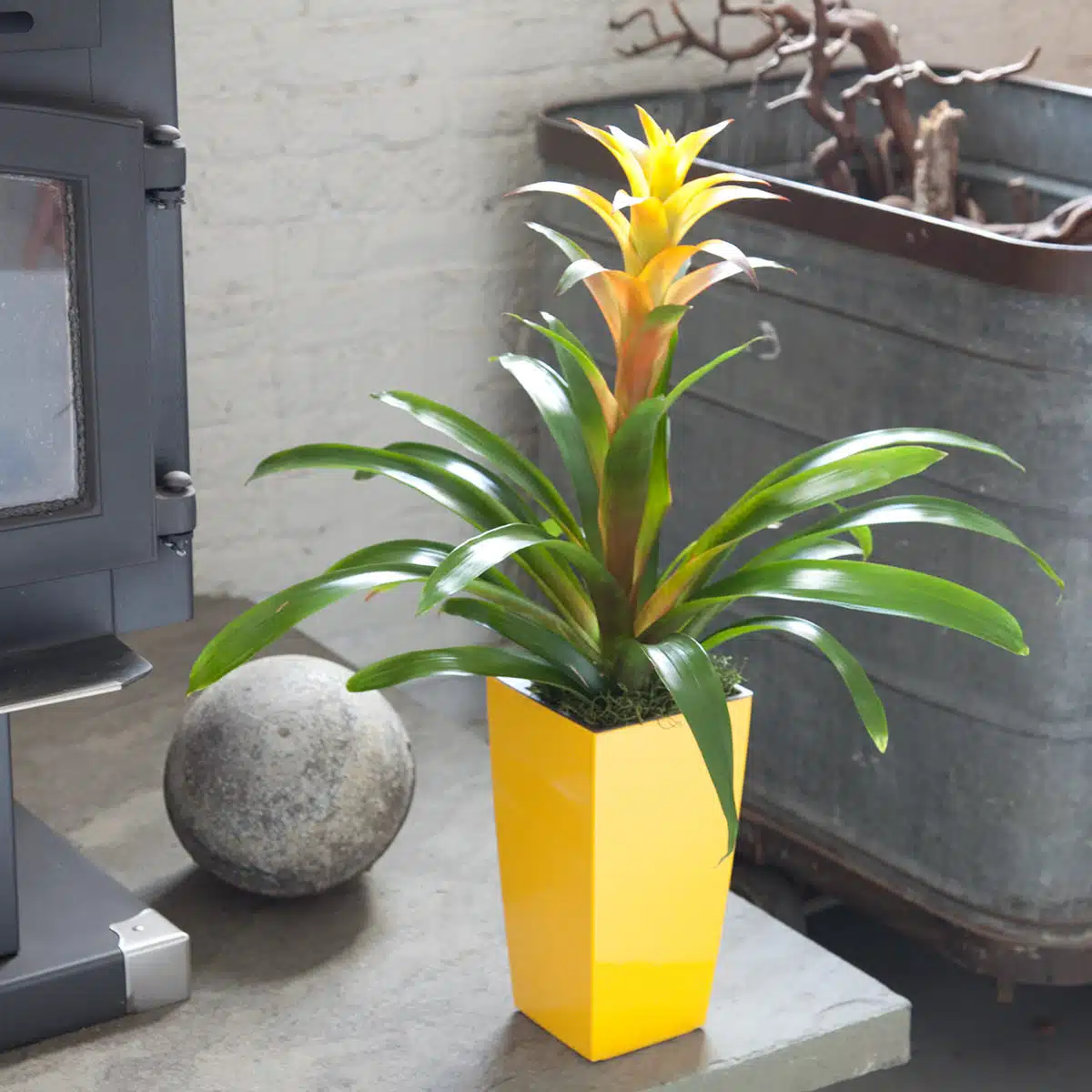 Bright Bromeliad plant in a modern yellow planter by a stone fireplace in an urban loft setting—an excellent choice among the best plants for beginners.