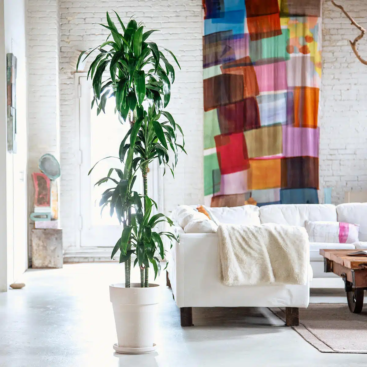 Bright and airy modern living room featuring a lush green potted Dracaena Lisa plant—one of the best plants for beginners—alongside a cozy white sofa, colorful abstract curtain, and exposed white brick wall.