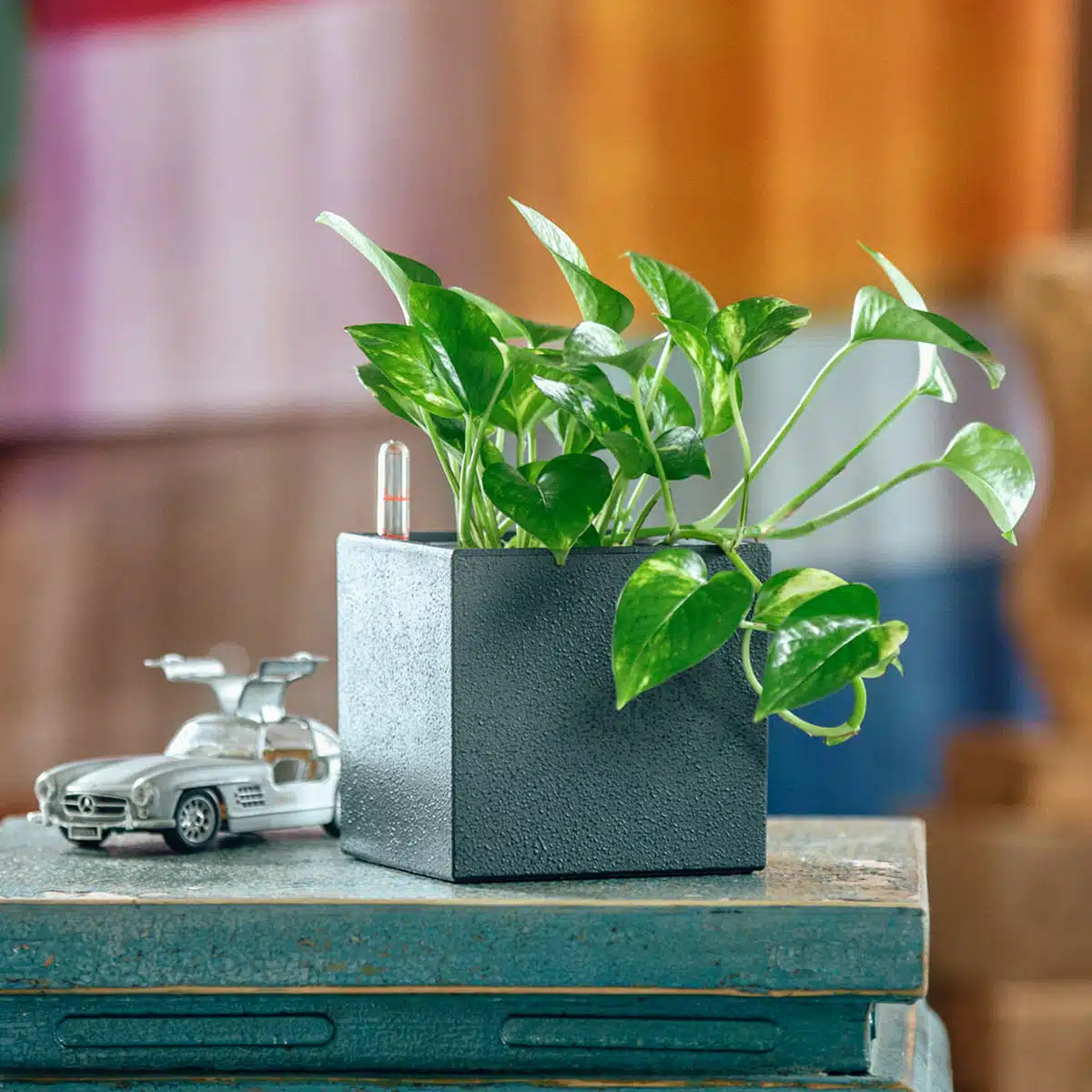Green potted pothos plant in a modern textured pot alongside a miniature silver car on a wooden table with a colorful blurred background, making it one of the best plants for beginners.
