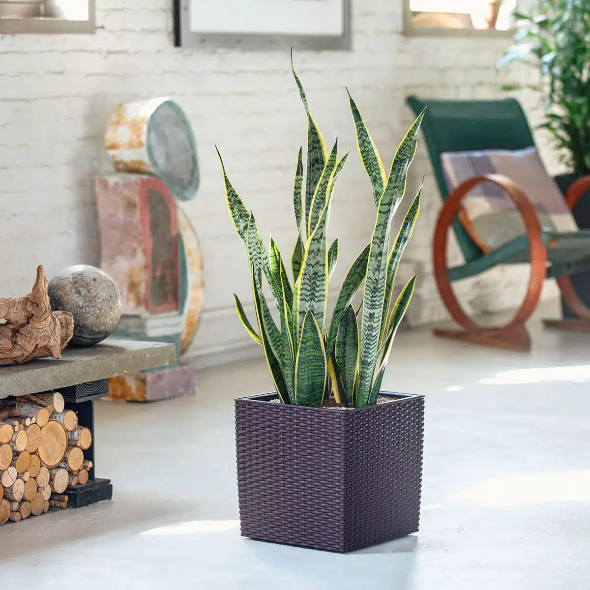 Sansevieria snake plant, one of the best plants for beginners, placed in a modern living room with rustic decor elements and bright natural light.