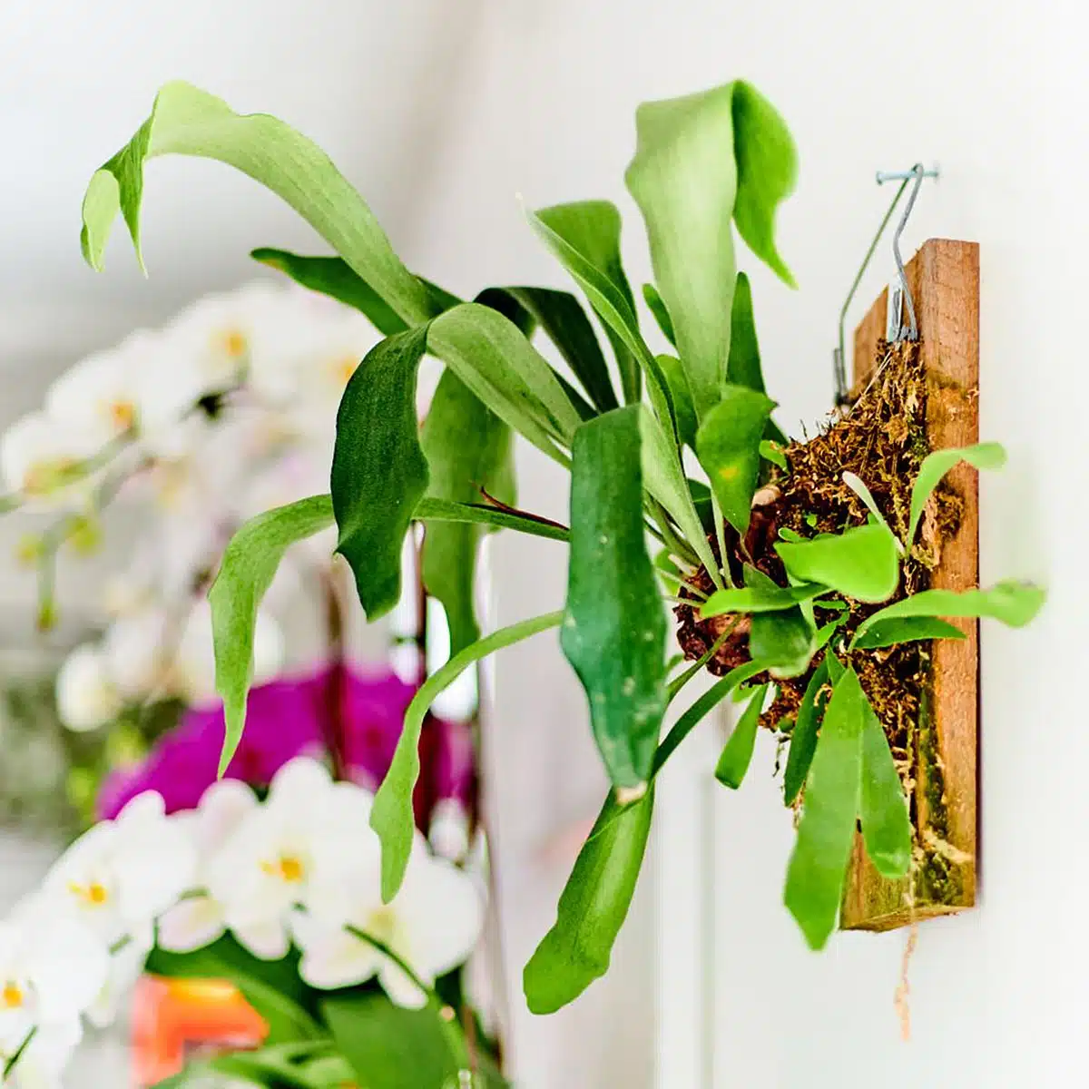 Vibrant green staghorn fern mounted on a wooden plaque as creative indoor plant decoration, a unique option among the best plants for beginners, with blurred orchids in the background.