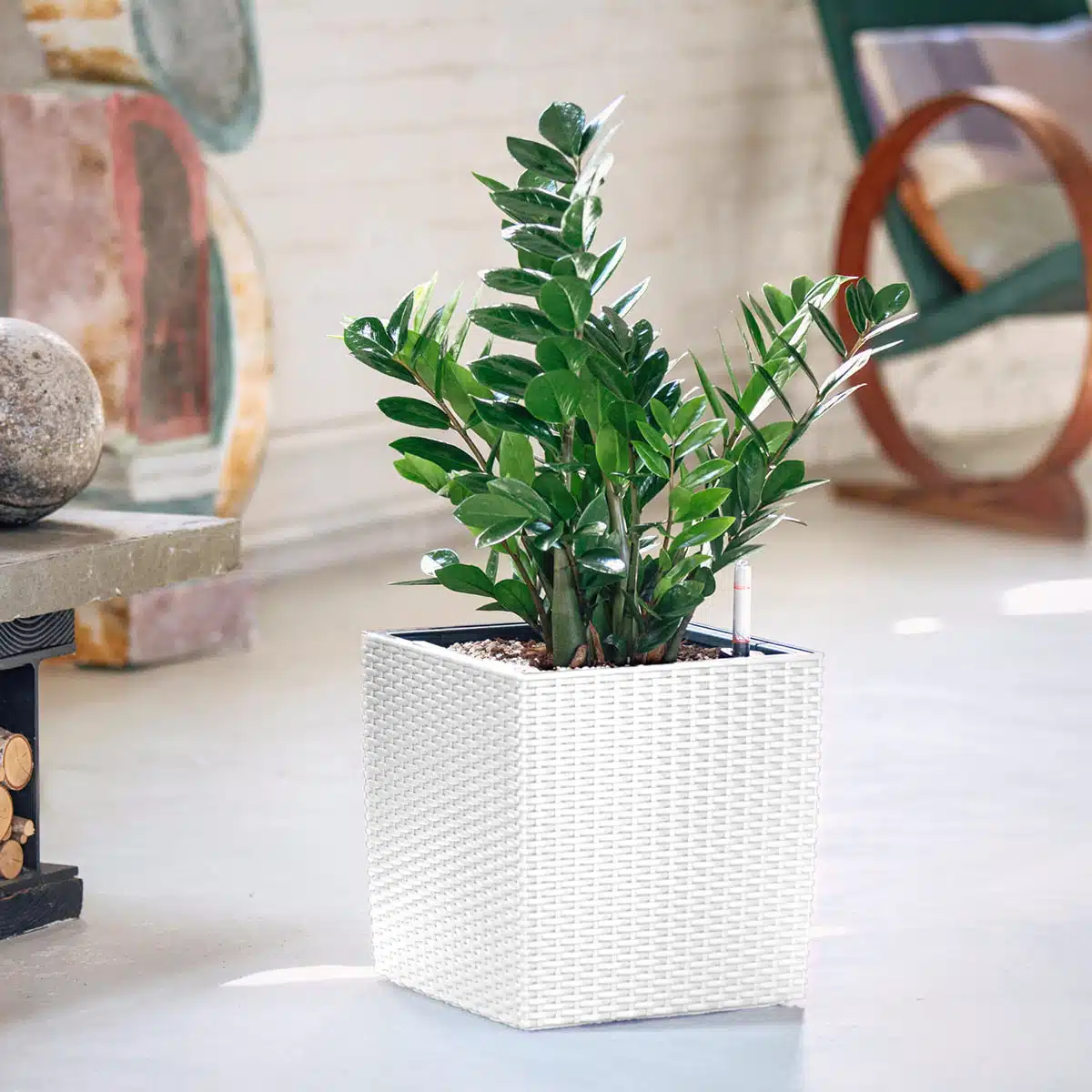 Lush green ZZ plant in a stylish white textured planter in a bright interior setting near a mirror and decorative objects