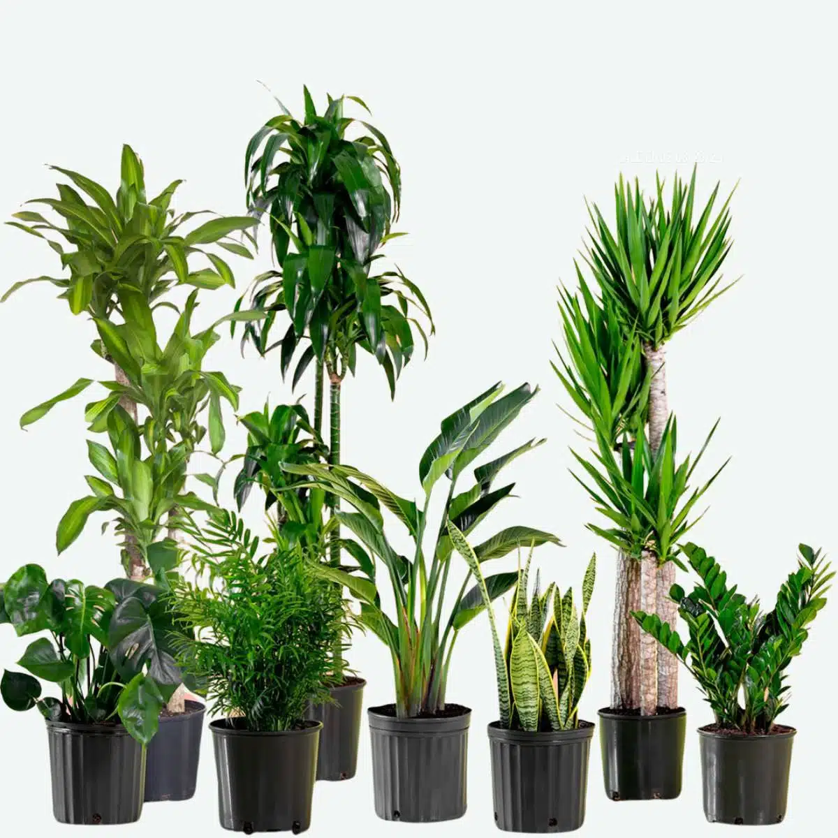 Assorted indoor plants in nursery pots, including tropical foliage, palms, and succulents for NYC home delivery