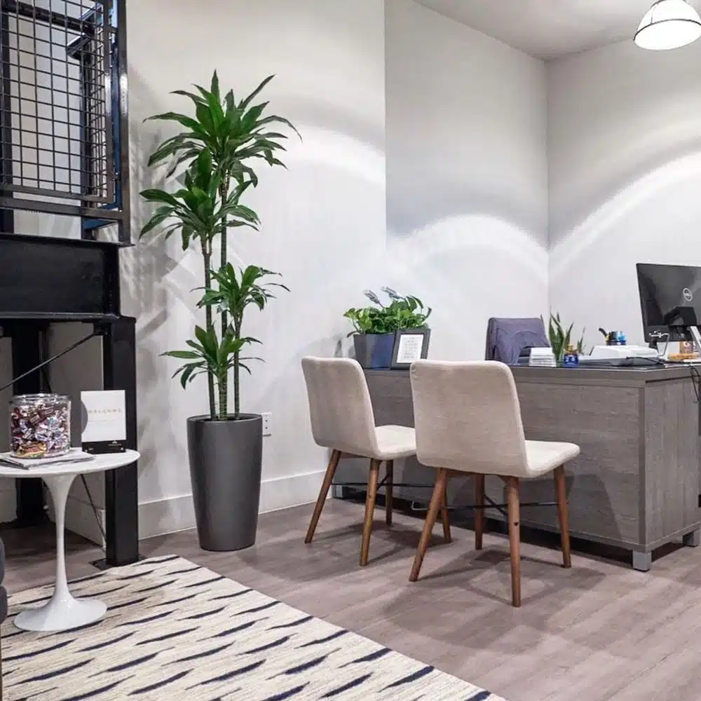 Image of Draceana Lisa plant in artificially lit office