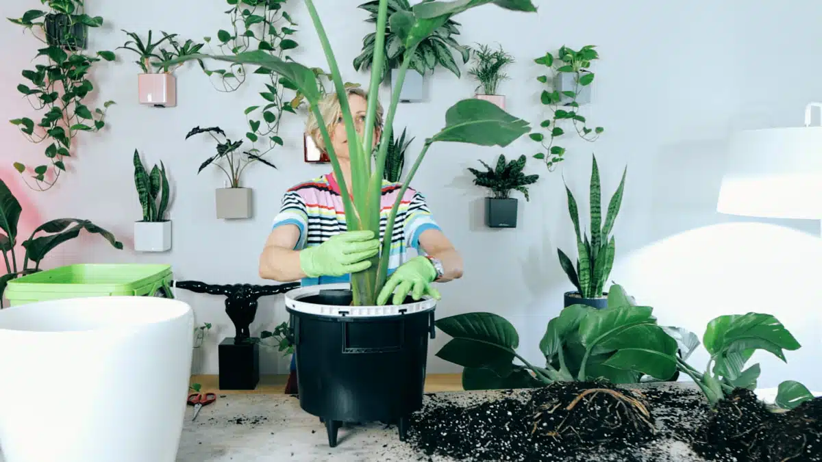 Juliette, dressed in a colorful striped top and red pants, wearing green gloves, potting a divided Bird of Paradise plant into a large black container, with potting soil on the table and a variety of potted plants in the background.