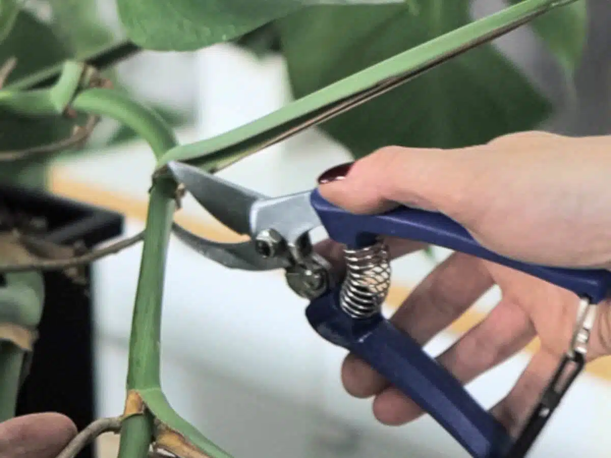 Prunning Monstera Deliciosa stem above a node