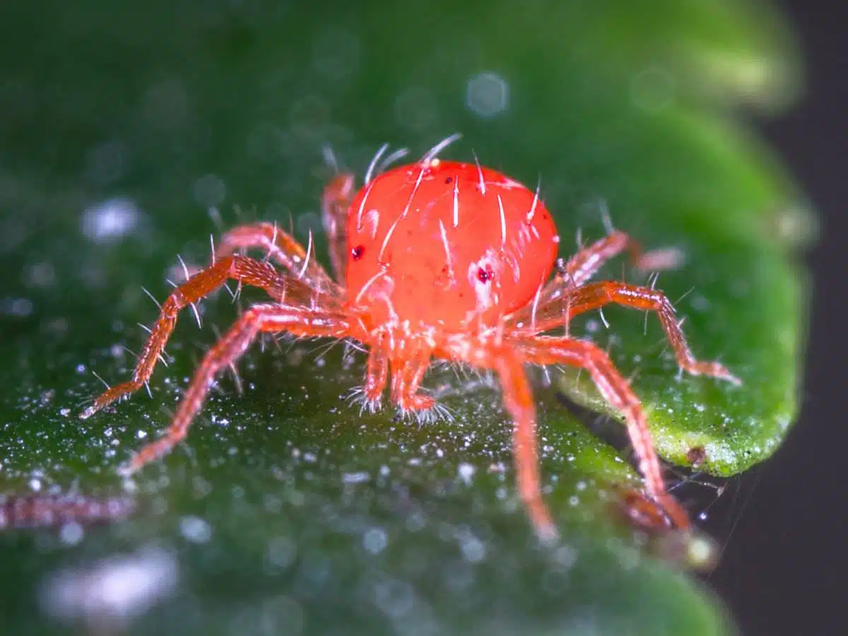 red spider mite