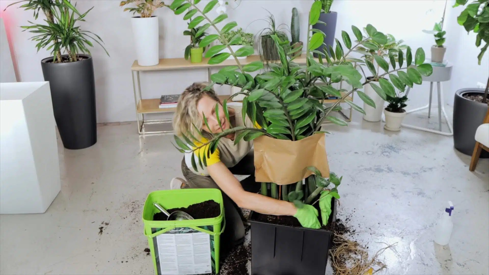 Woman repotting a large ZZ plant in a bright home garden environment with various potted plants and gardening supplies around.