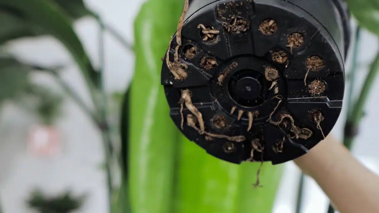 A close-up of the bottom of a pot showing the root-bound condition of a bird of paradise plant, indicating it's time for repotting.