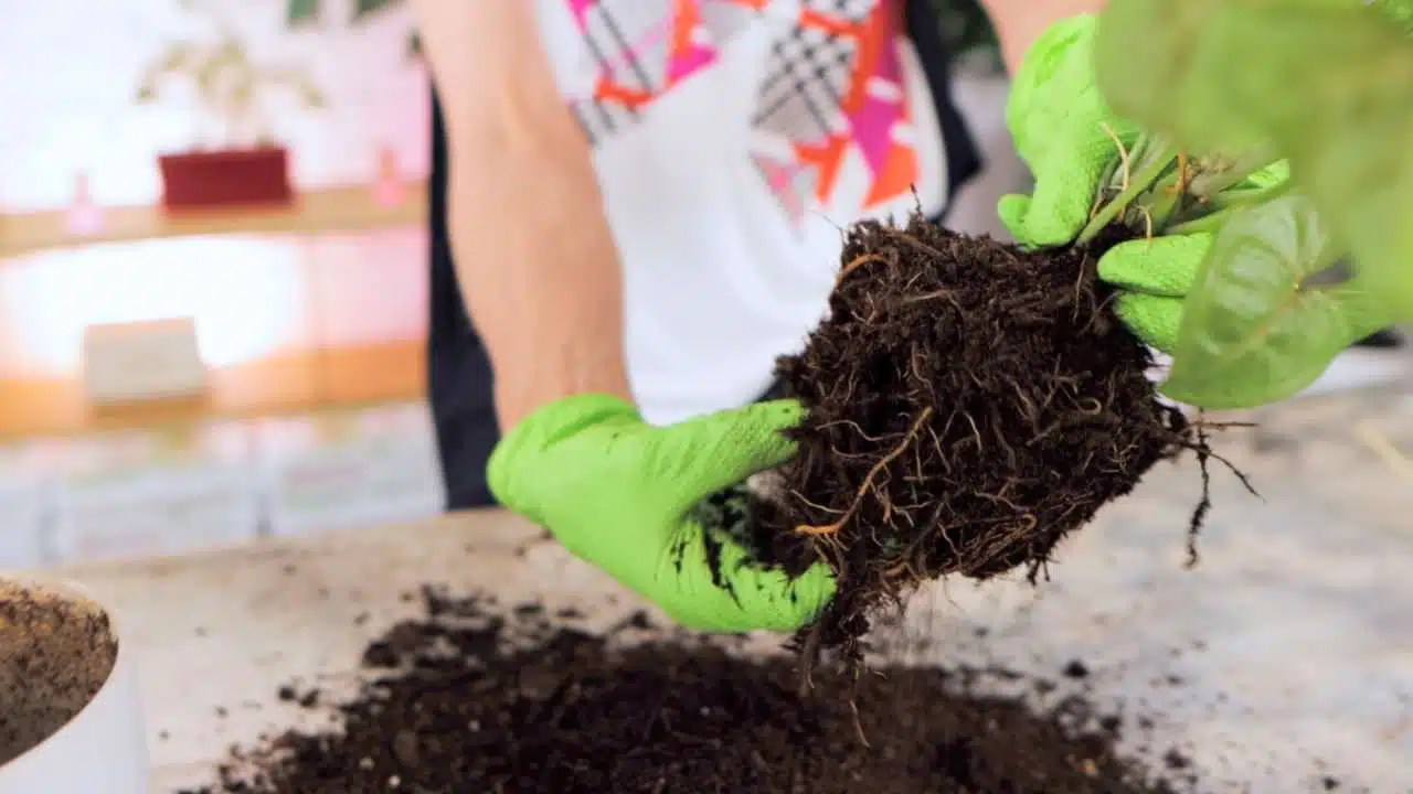 A person in vibrant green gloves carefully holds and inspects the root ball of a plant, shaking off old soil as part of a root health check.