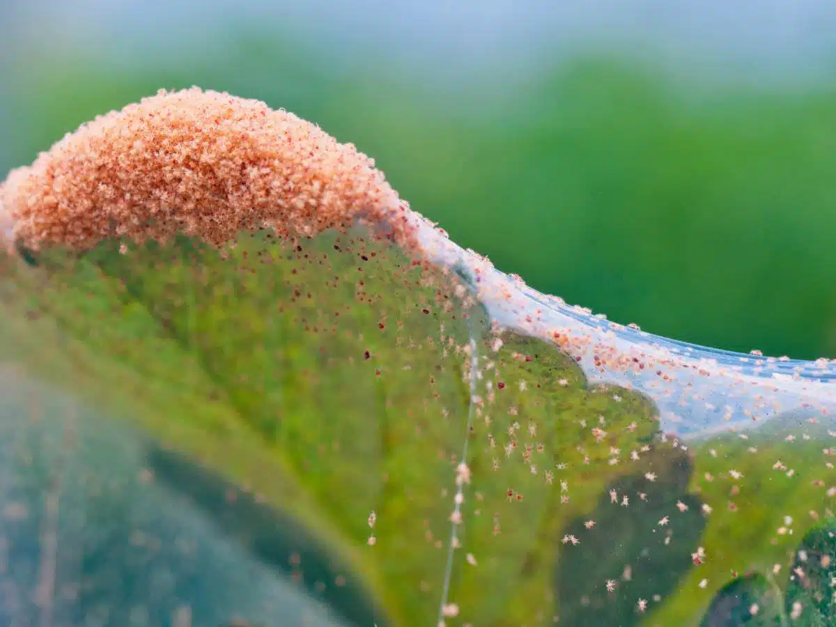 spider mite infestation