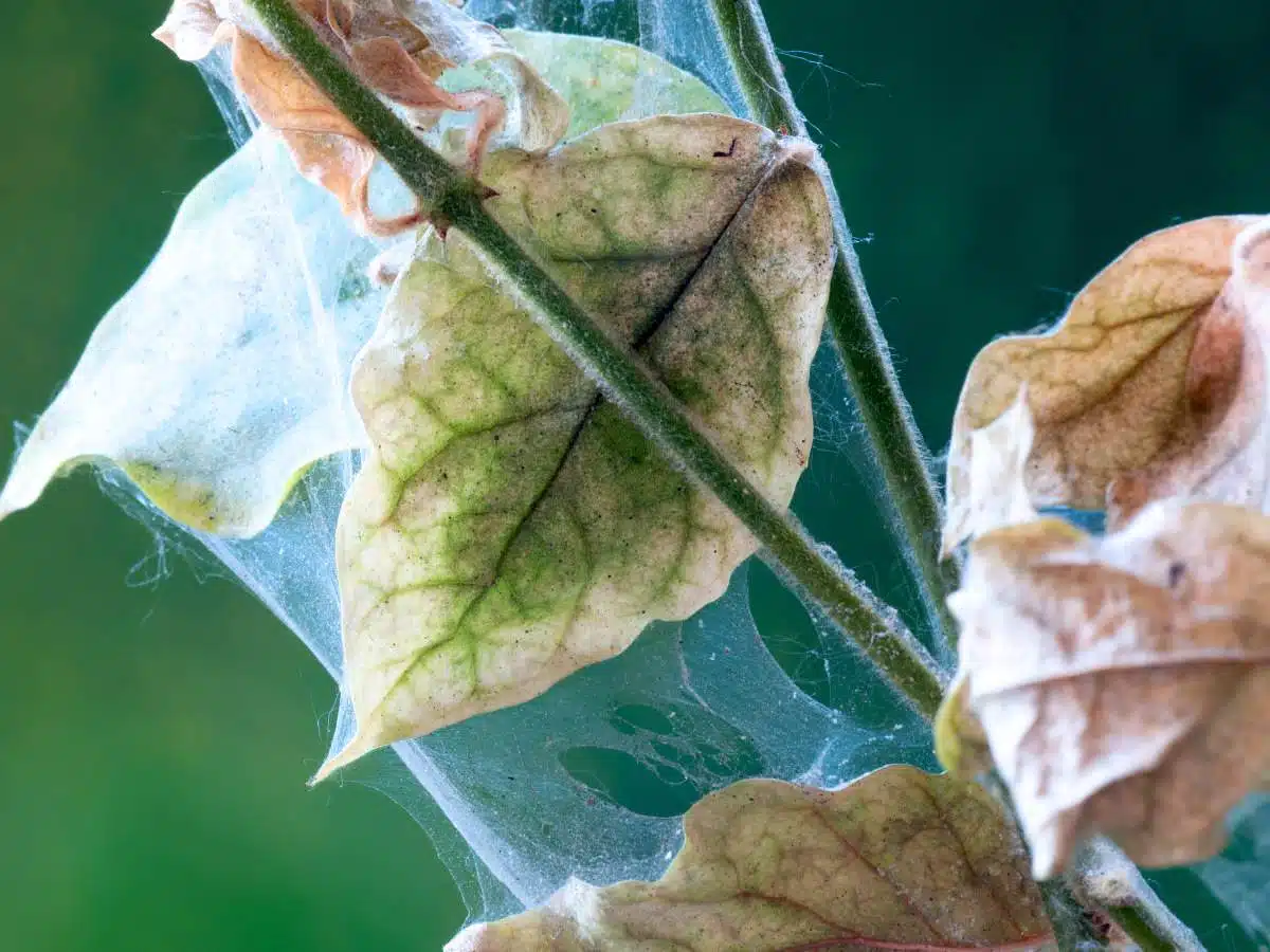 spider mite webbing 1
