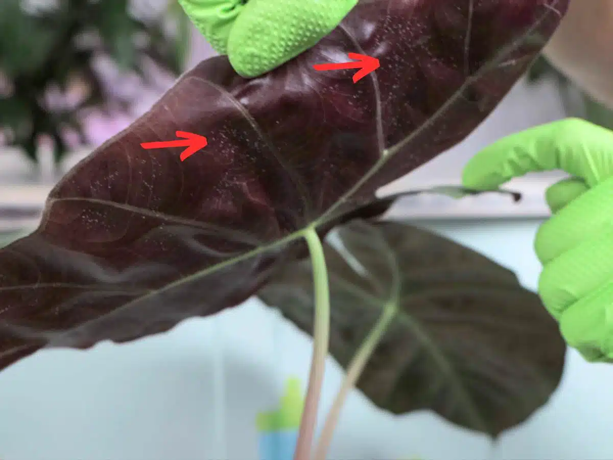 spider mites 03 1